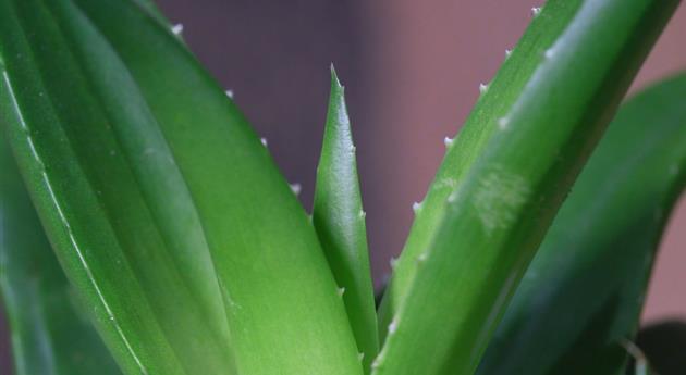 Aloe Vera (klein) - Umtopfen