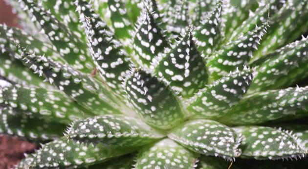 Zimmerpflanzenportrait - Haworthia