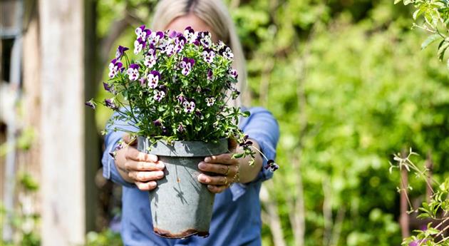 Töpfe bepflanzen im Garten