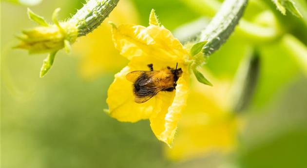 Bienenfreundliche Pflanzen für Garten und Co.