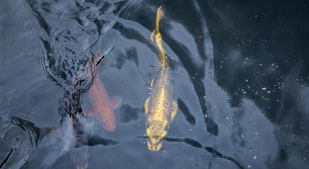 Fische im Teich 