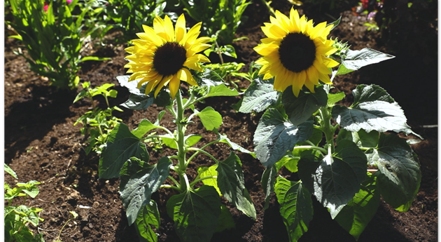 Sonnenblume - Einpflanzen im Garten