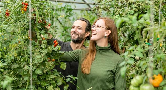 Tomaten pflücken