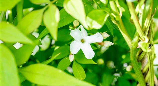 Jasminum officinale