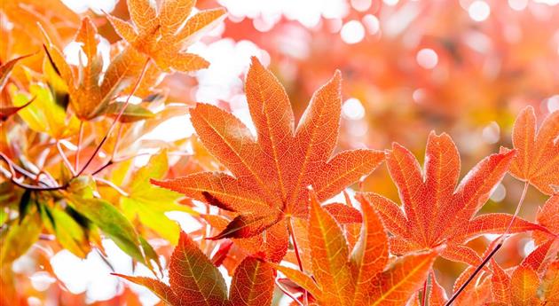 Die schönsten Gehölze für den goldenen Herbst