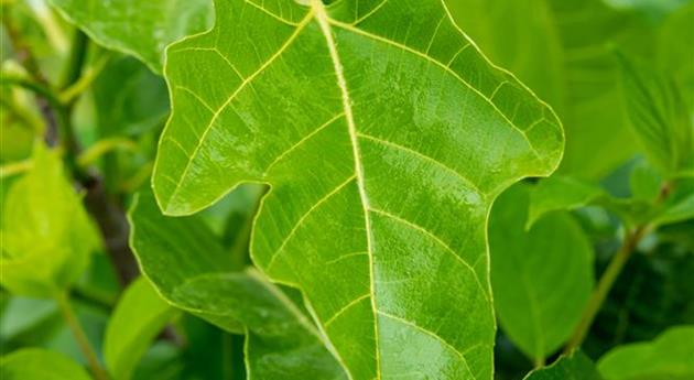 Ficus carica 'Brogiotto Nero'