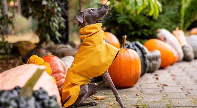 Herbstambiente - Hund mit Regencape