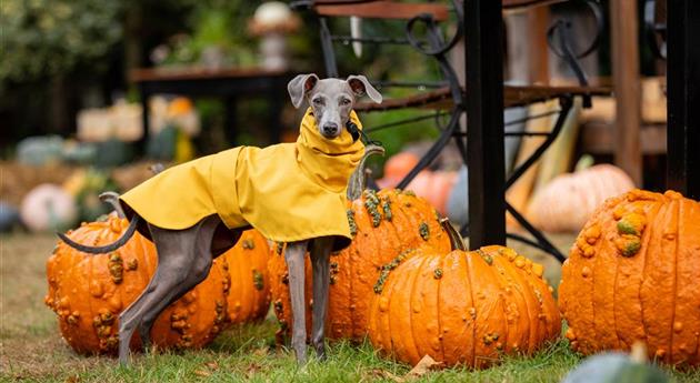 Herbstambiente - Hund mit Regencape