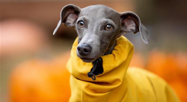 Herbstambiente - Hund mit Regencape