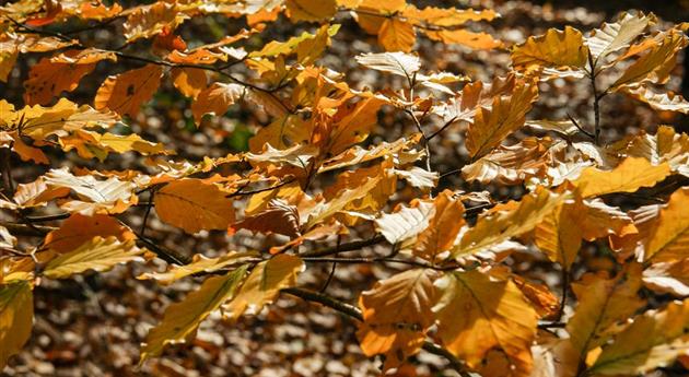 Fagus sylvatica