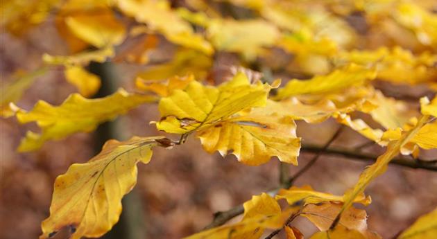 Fagus sylvatica