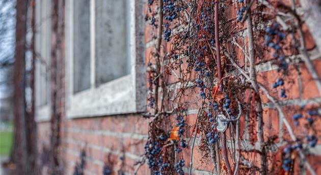 Herbst - Wilder Wein an Hauswand