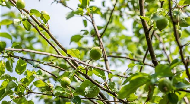 Malus domestica 'Rewena'(s)