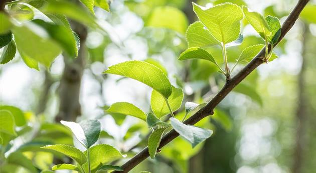 Malus domestica 'Spartan'