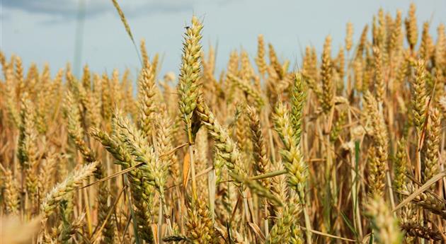 Triticum aestivum