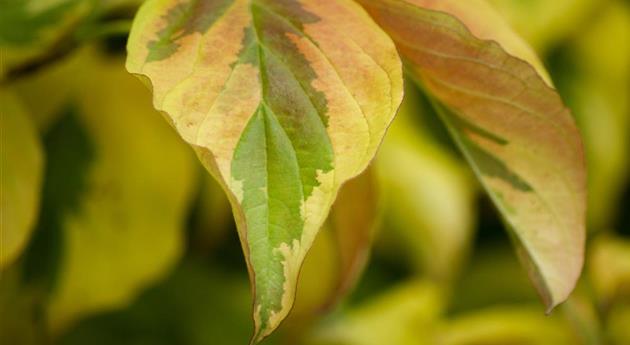 Cornus alba 'Elegantissima'