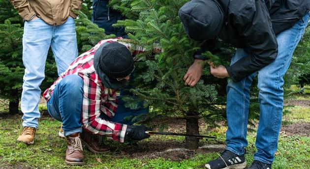 Tannenbaum schlagen - Mann sägt Baum ab