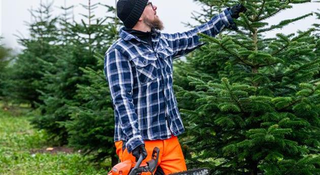 Tannenbaum schlagen - Mann mit Kettensäge