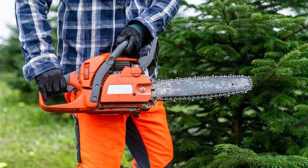 Tannenbaum schlagen - Mann mit Kettensäge