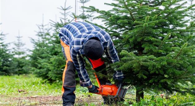 Tannenbaum schlagen - Mann mit Kettensäge