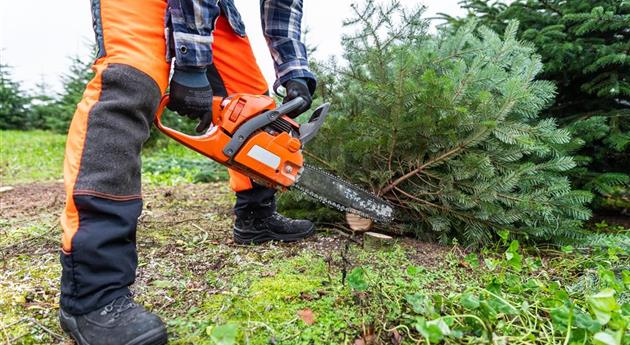 Tannenbaum schlagen - Mann mit Kettensäge