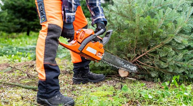 Tannenbaum schlagen - Mann mit Kettensäge