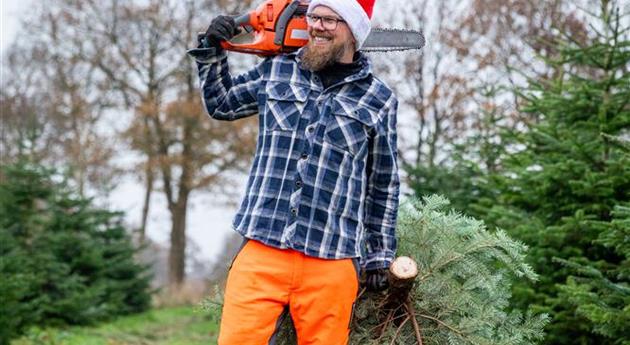 Tannenbaum schlagen - Mann mit Kettensäge und Baum