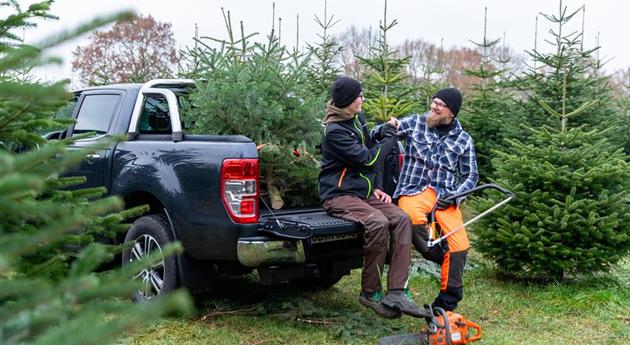 Tannenbaum schlagen - Vater und Sohn verladen Baum 