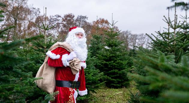 Tannenbaum schlagen - Weihnachtsmann