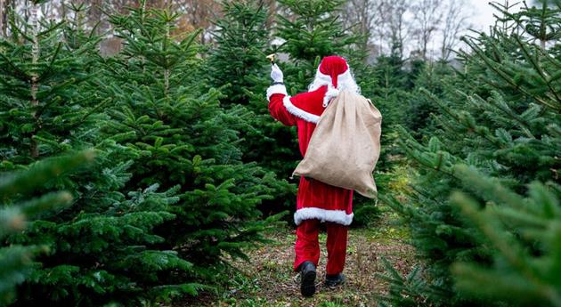 Tannenbaum schlagen - Weihnachtsmann mit Glocke