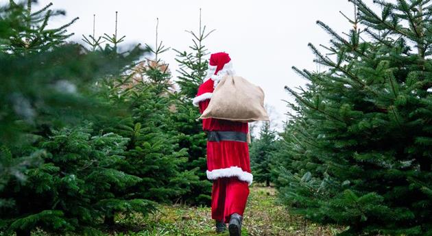 Tannenbaum schlagen - Weihnachtsmann