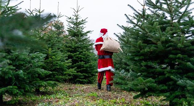 Tannenbaum schlagen - Weihnachtsmann