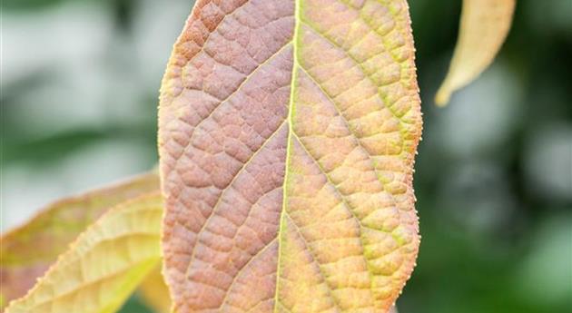 Halesia carolina