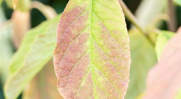 Halesia carolina