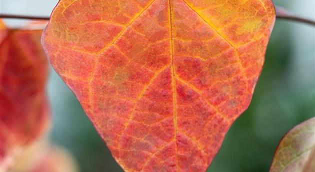 Cercis canadensis 'Carolina Sweetheart'