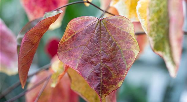 Cercis canadensis 'Carolina Sweetheart'