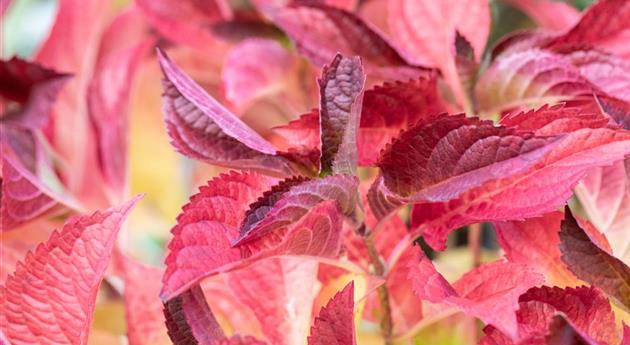 Hydrangea serrata 'Cotton Candy'®