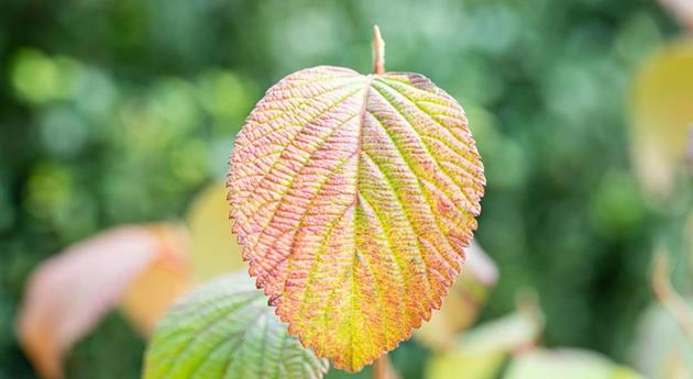 Viburnum plicatum 'Rotundifolium'