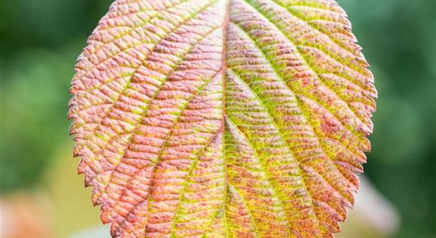 Viburnum plicatum 'Rotundifolium'