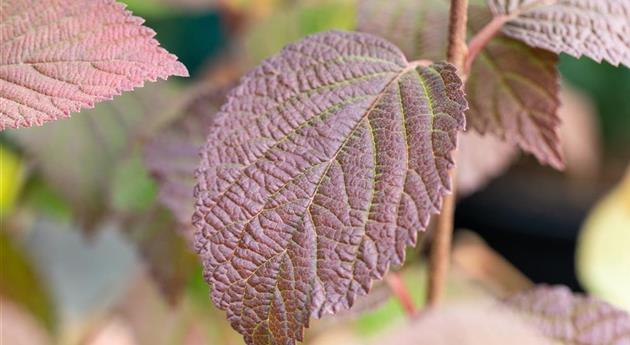 Viburnum plicatum First Editions® 'Opening Day'