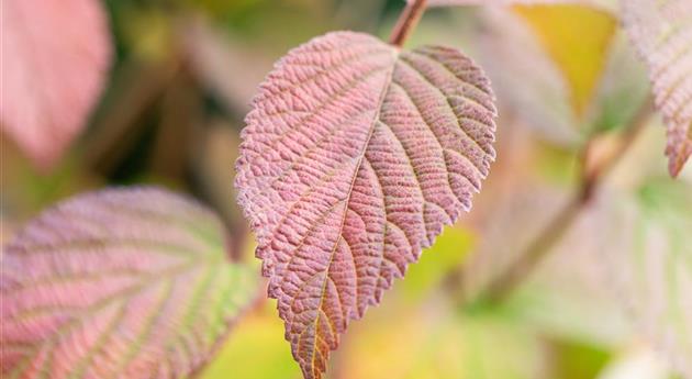 Viburnum plicatum First Editions® 'Opening Day'