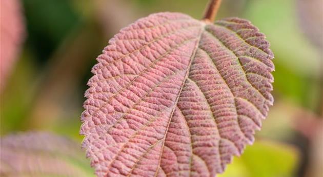 Viburnum plicatum First Editions® 'Opening Day'