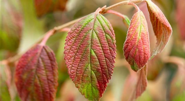 Viburnum plicatum 'Kilimandjaro'®