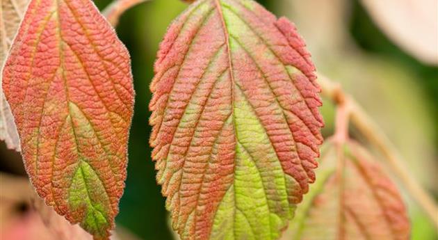 Viburnum plicatum 'Kilimandjaro'®