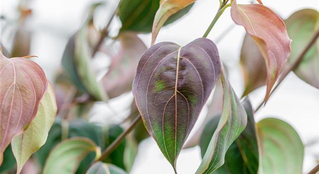 Cornus kousa 'White Fountain'