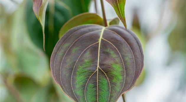 Cornus kousa 'White Fountain'