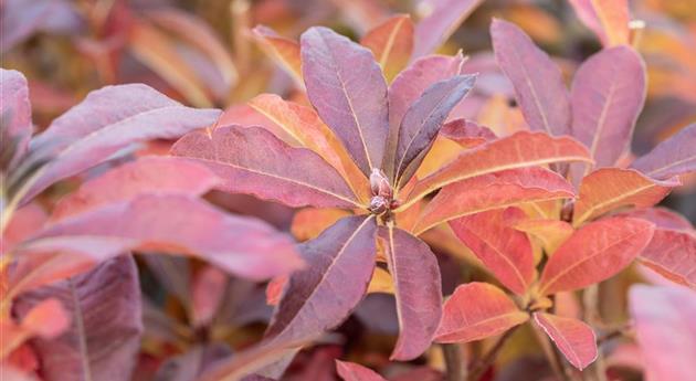 Rhododendron luteum 'Jolie Madame'