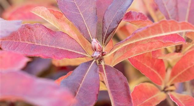 Rhododendron luteum 'Jolie Madame'