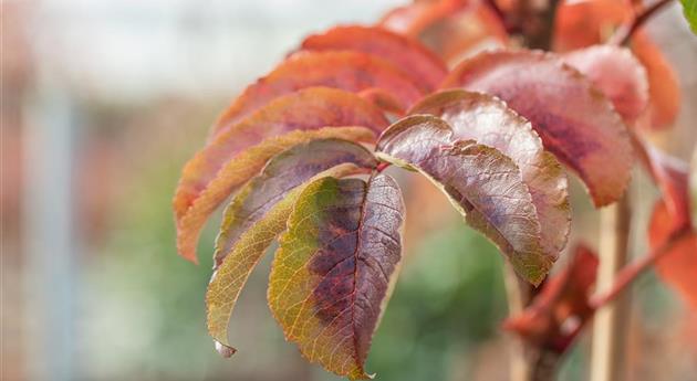 Sorbus insignis