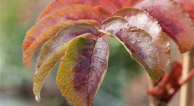 Sorbus insignis